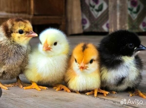Цыплята. Утята