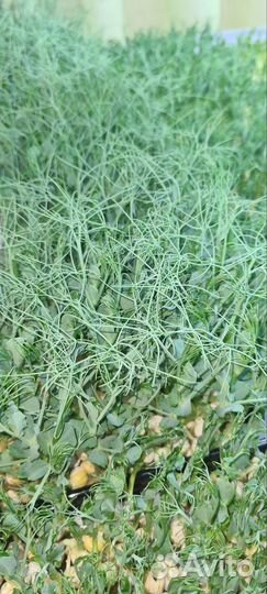 Микрозелень