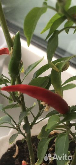 Перчик чили комнатный