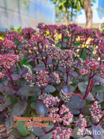 Очиток видные