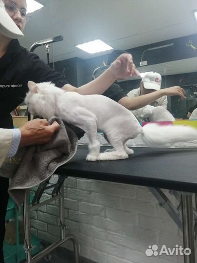 Груминг кошек с выездом