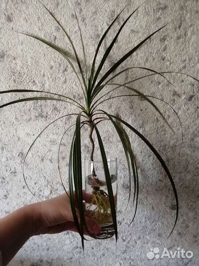 Пальма драцена