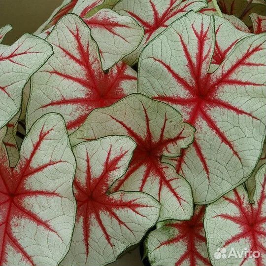 Фиеста,Мисс Маффет,Мунлайт,Кандидум