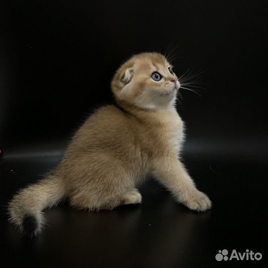 Котята золотая шиншилла вислоухие