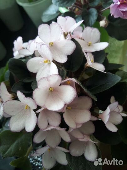 Детка мини и полумини фиалок