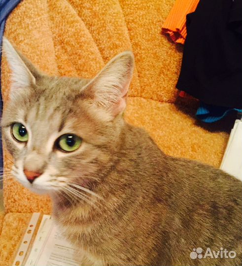 Передержка кошек на дому, у нас как дома