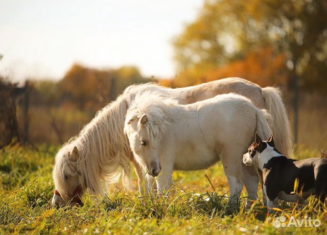Экскурсии по Эко-Парку в Мир лошадей и пони