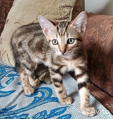 Девчушка ищет свой дом