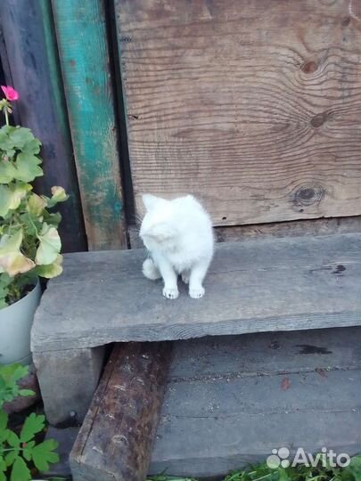 Котенок полярный кот