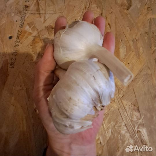 Чеснок рокамболь