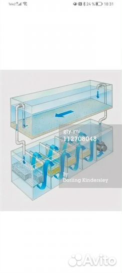 Австралийский рак