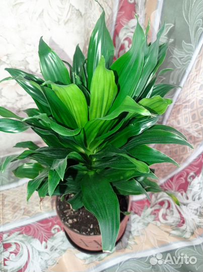 Драцена Фрагранс