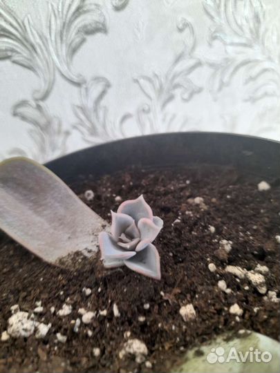 Суккуленты