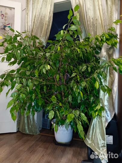 Комнатные цветы