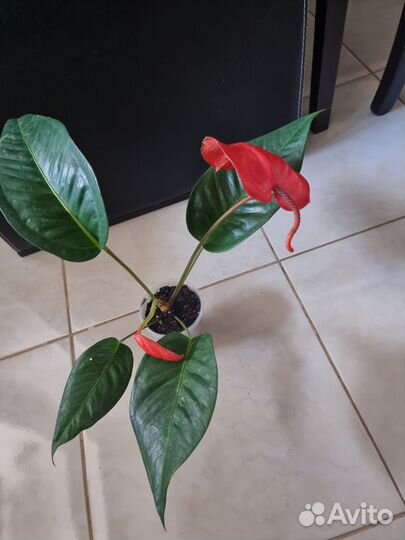 Антуриум шерцера