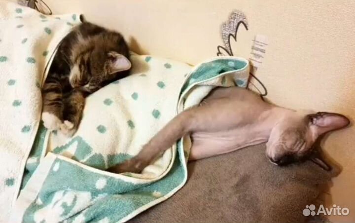 Передержка домашних котов и кошек