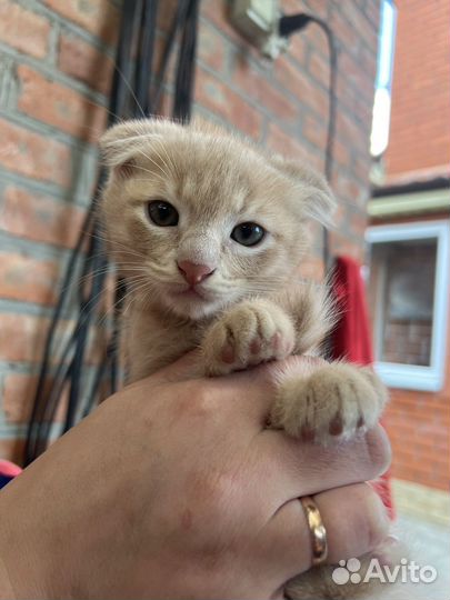 Вислоухие котята в добрые руки