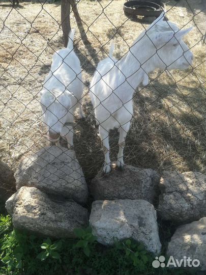 Коза продаю