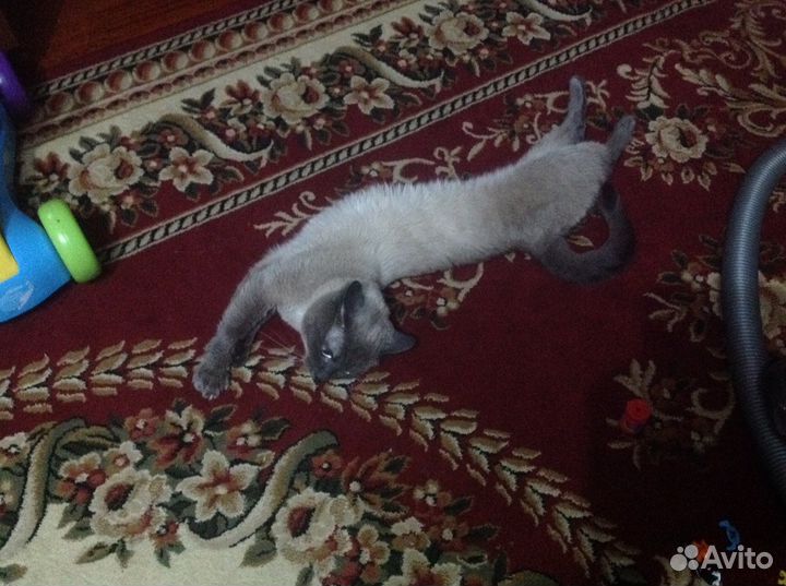 Кот сиамский