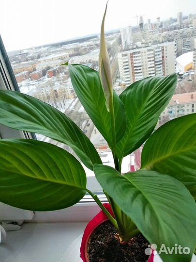 Спатифиллум цветущий