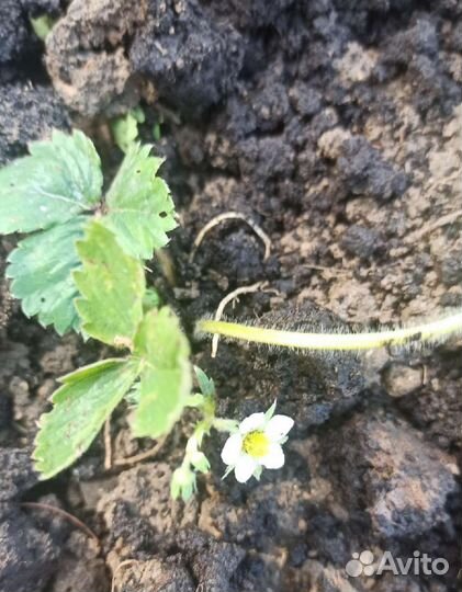 Клубника,Малина