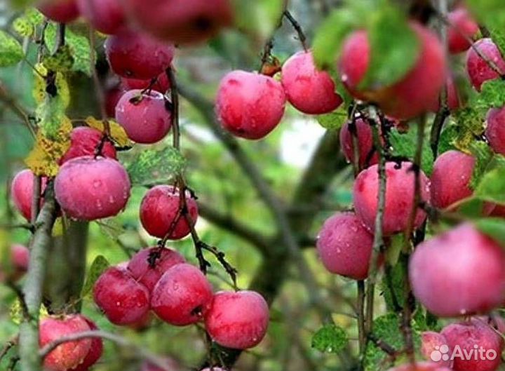 Саженцы яблони Звездочка