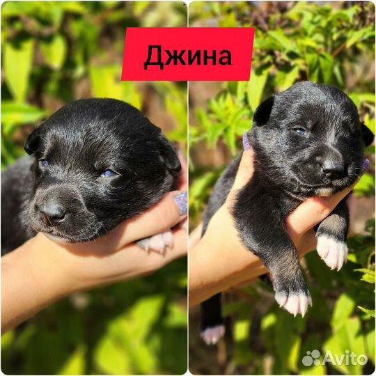 Щенки бесплатно