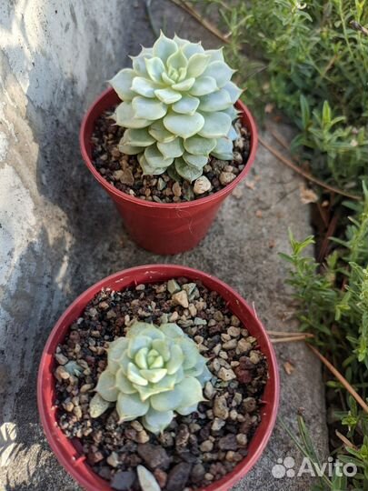 Суккуленты 2