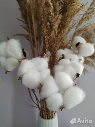 Хлопок сухоцвет