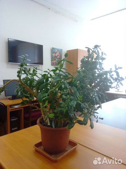 Красула толстянка