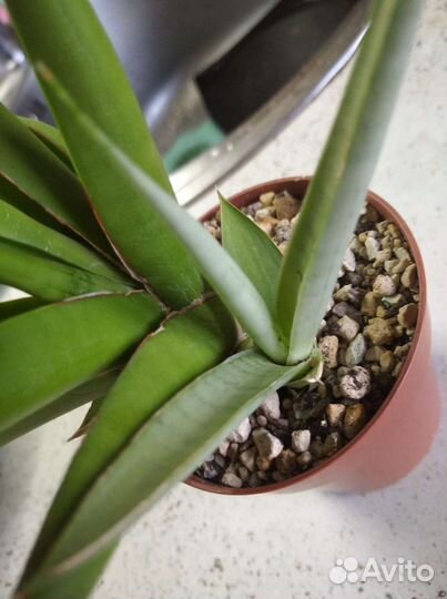 Сортовые сансиверии