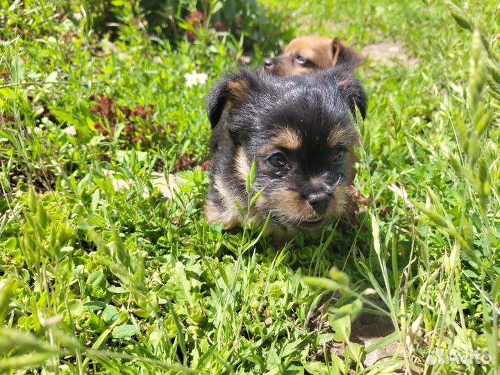 Собаки щенки