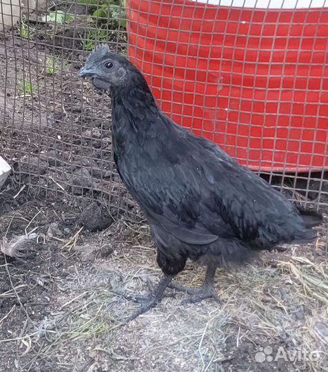 Петушки Уйихелей