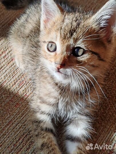 Котенок в добрые руки