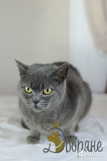 Ласковая кошечка Японка