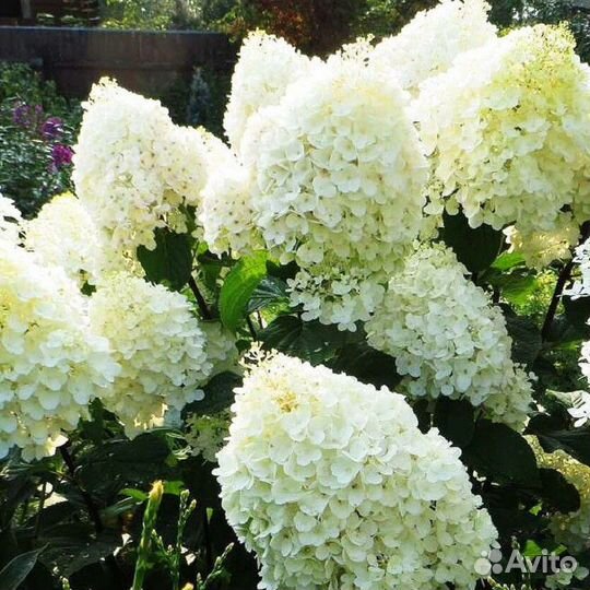 Гортензия метельчатая 