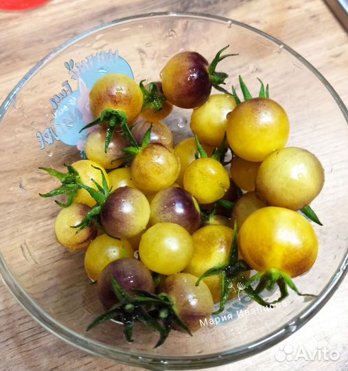 Семена коллекционных сортов томатов