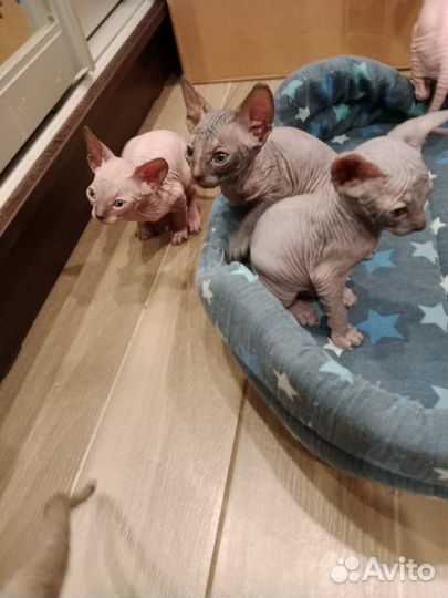 Канадский сфинкс котята