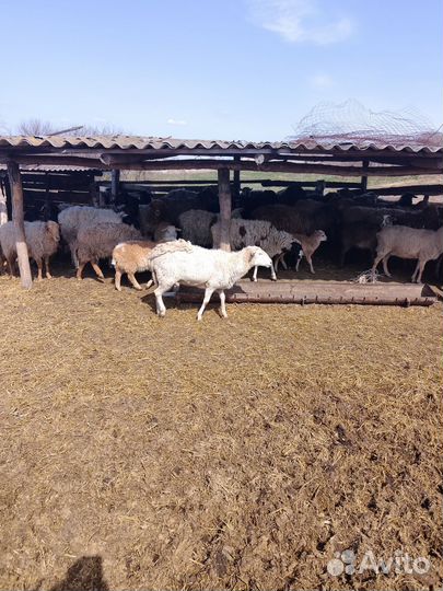 Катумские овцы