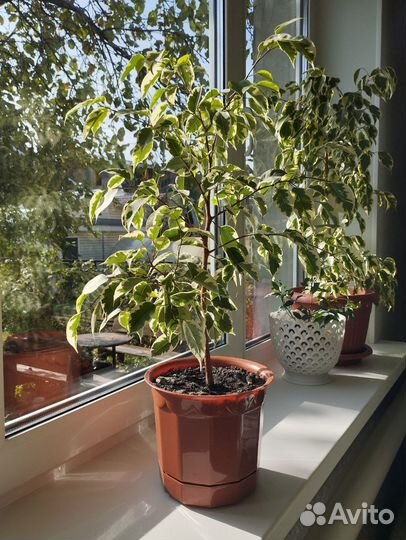 Фикусы разные