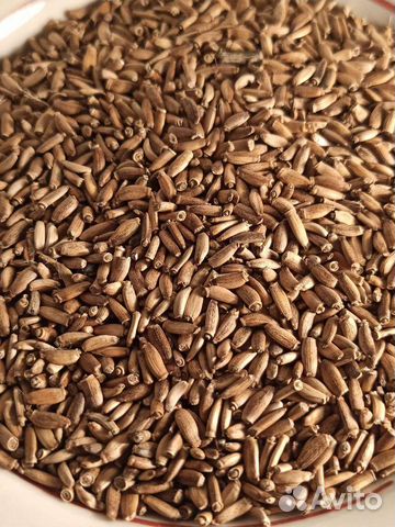 Расторопша семена растения для печени