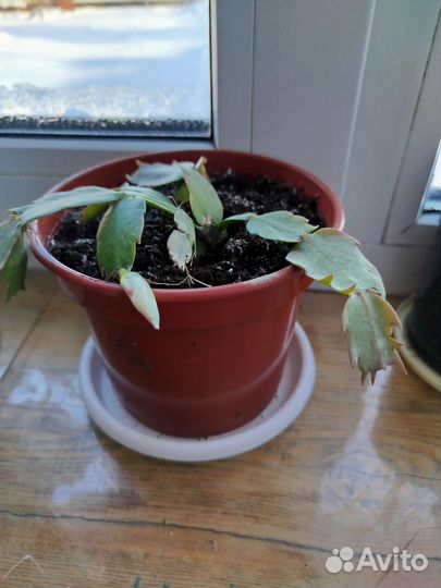 Комнатные цветы