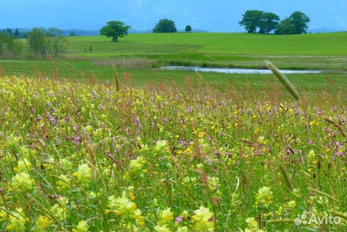 Мед Алтайский опт