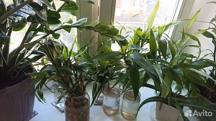 Бамбук растение