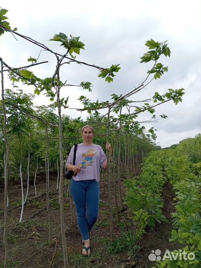 Платан кленолистный рябина тополь акация