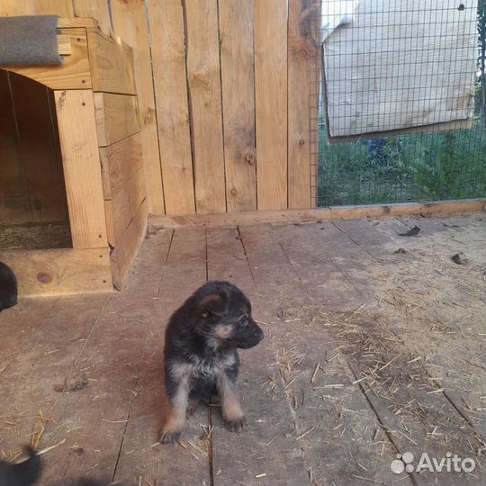 Немецкая овчарка