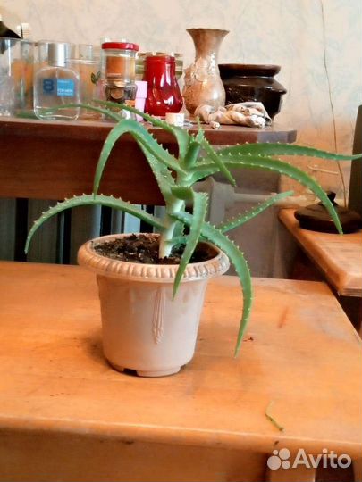 Сансевиерия