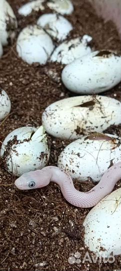 Белый техасский полоз леуцист