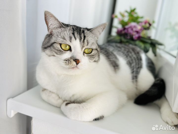 Британская кошка в дар