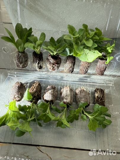 Хризантема черенки